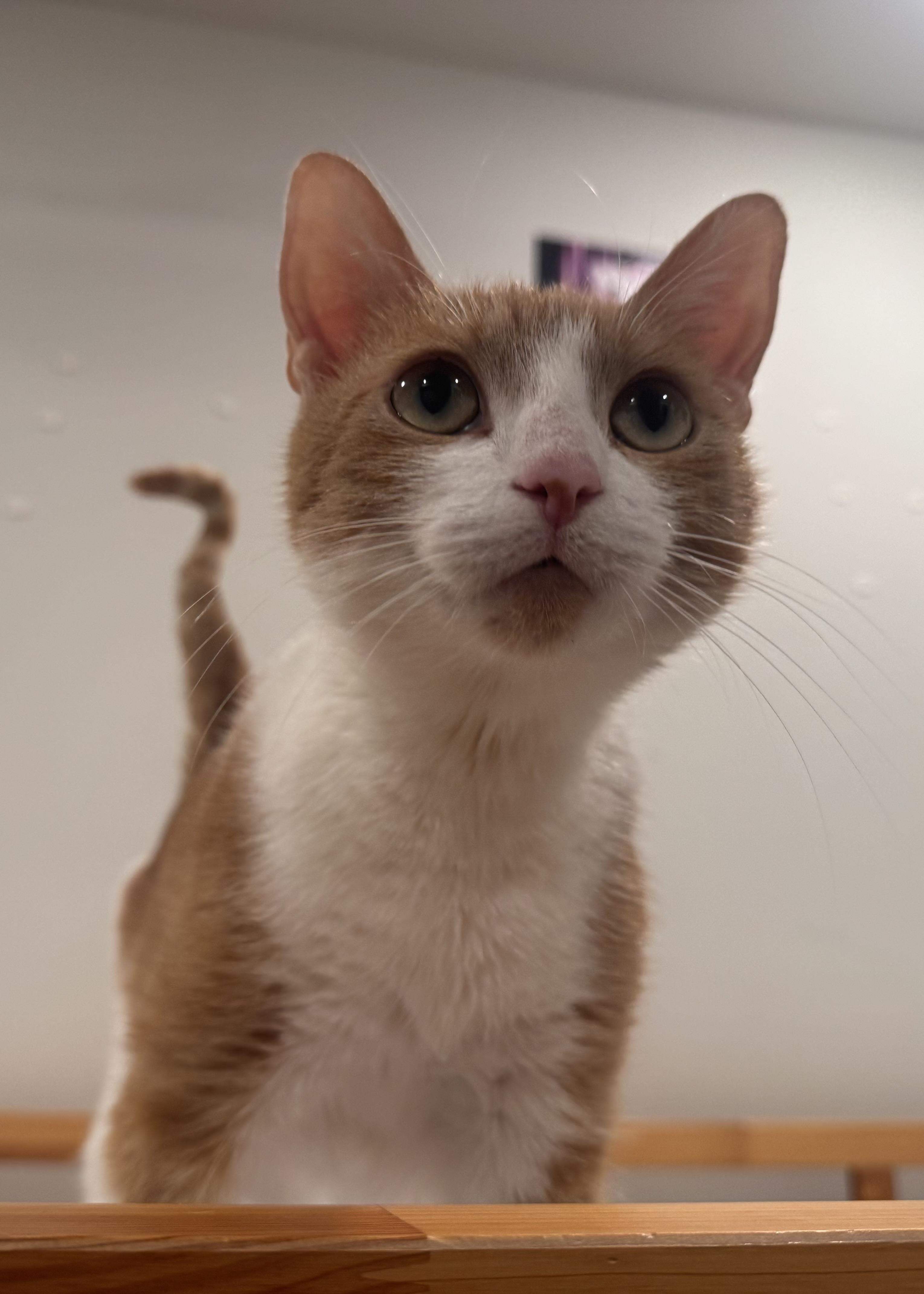 Enlarge Rachel, a Adoptable Domestic Short Hair in Philadelphia, PA image 2/4
