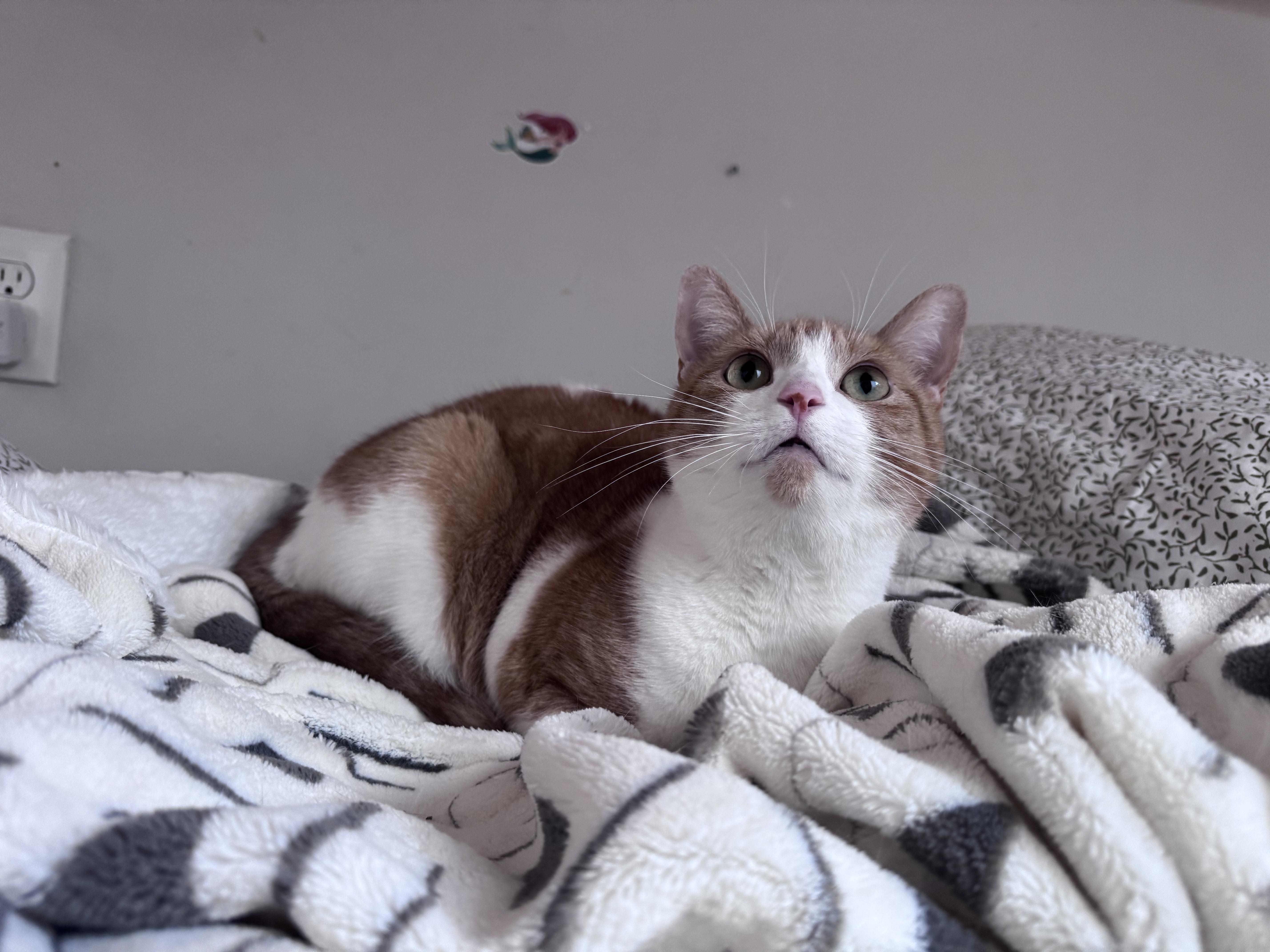 Enlarge Rachel, a Adoptable Domestic Short Hair in Philadelphia, PA image 3/4