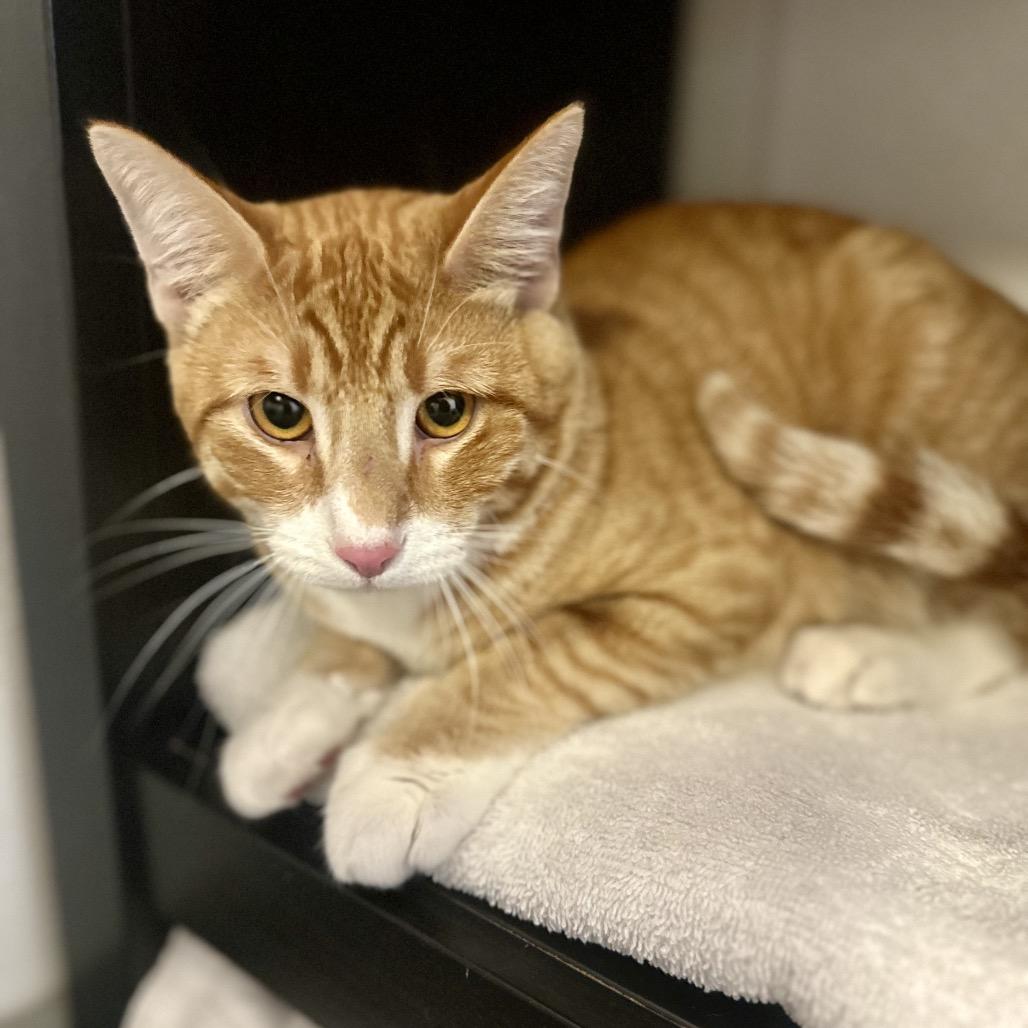 Enlarge Tiger, a Adoptable Domestic Short Hair in Glenwood Springs, CO image 1/1