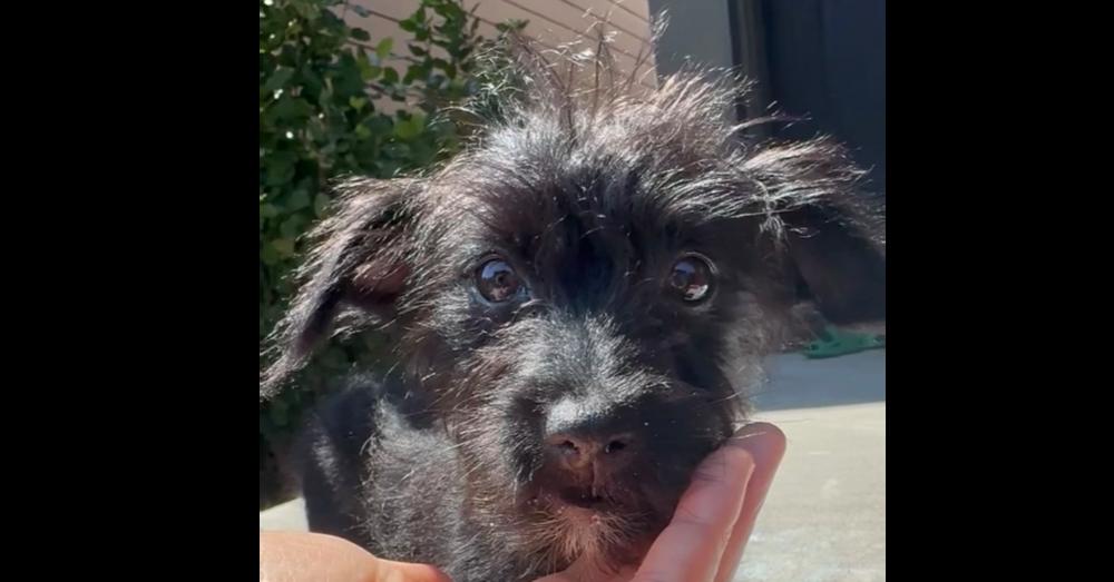 Ember, ADOPTABLE, Puppy Female Terrier.