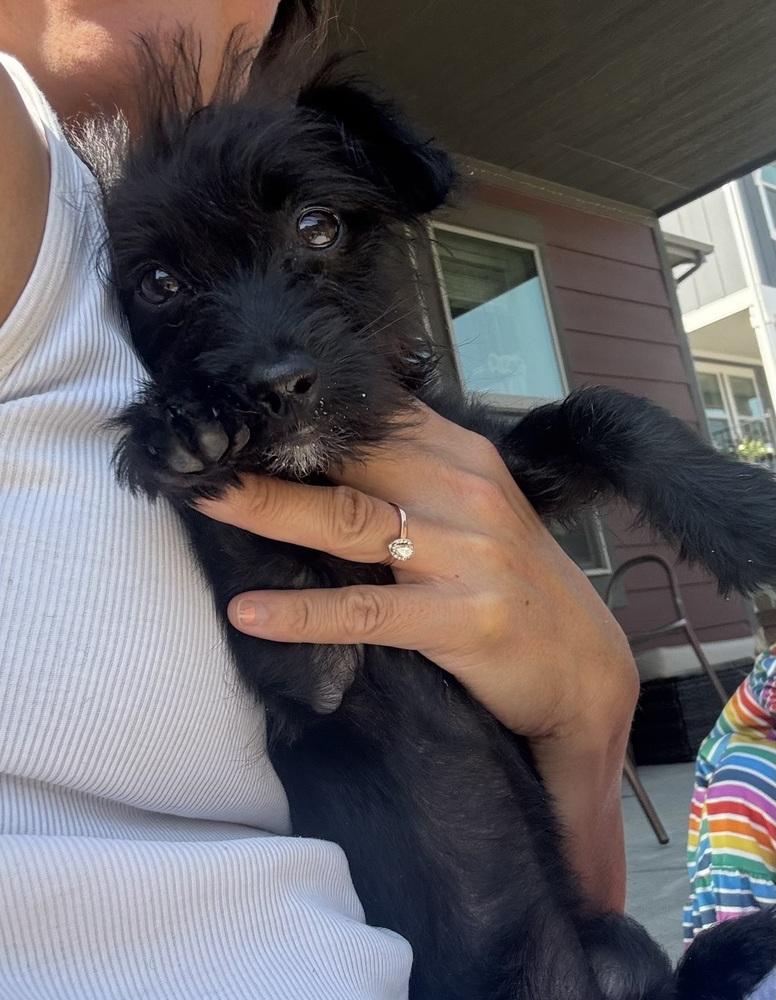 Ember, a ADOPTABLE mixed breed in Commerce City, CO image 6/6