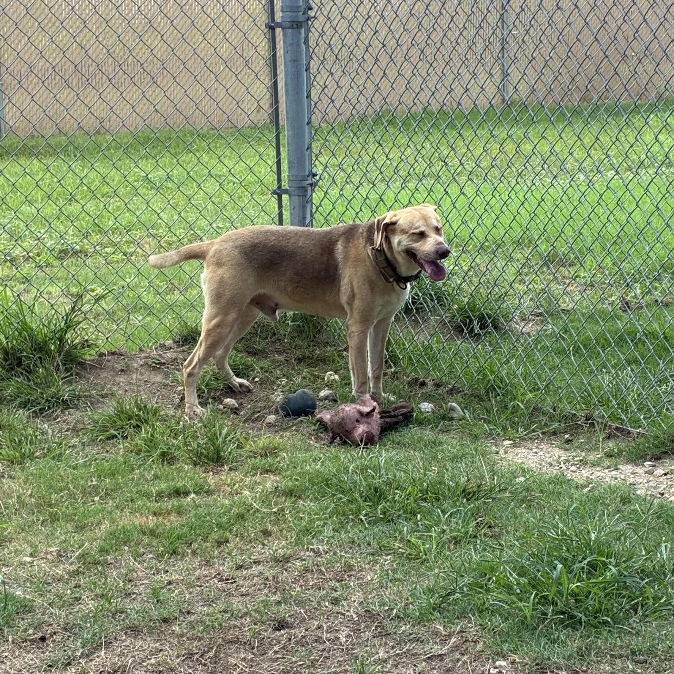 Enlarge Ollie, a Adoptable mixed breed in Converse, TX image 1/4