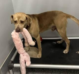 Enlarge Ollie, a Adoptable mixed breed in Converse, TX image 2/4