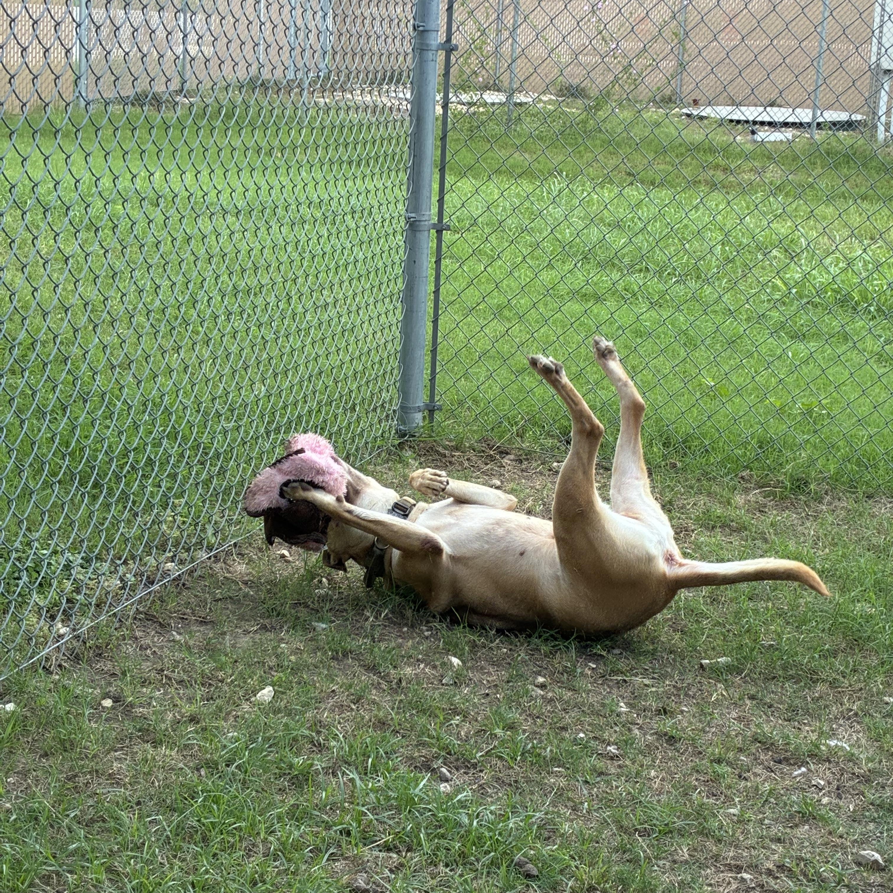 Enlarge Ollie, a Adoptable mixed breed in Converse, TX image 3/4