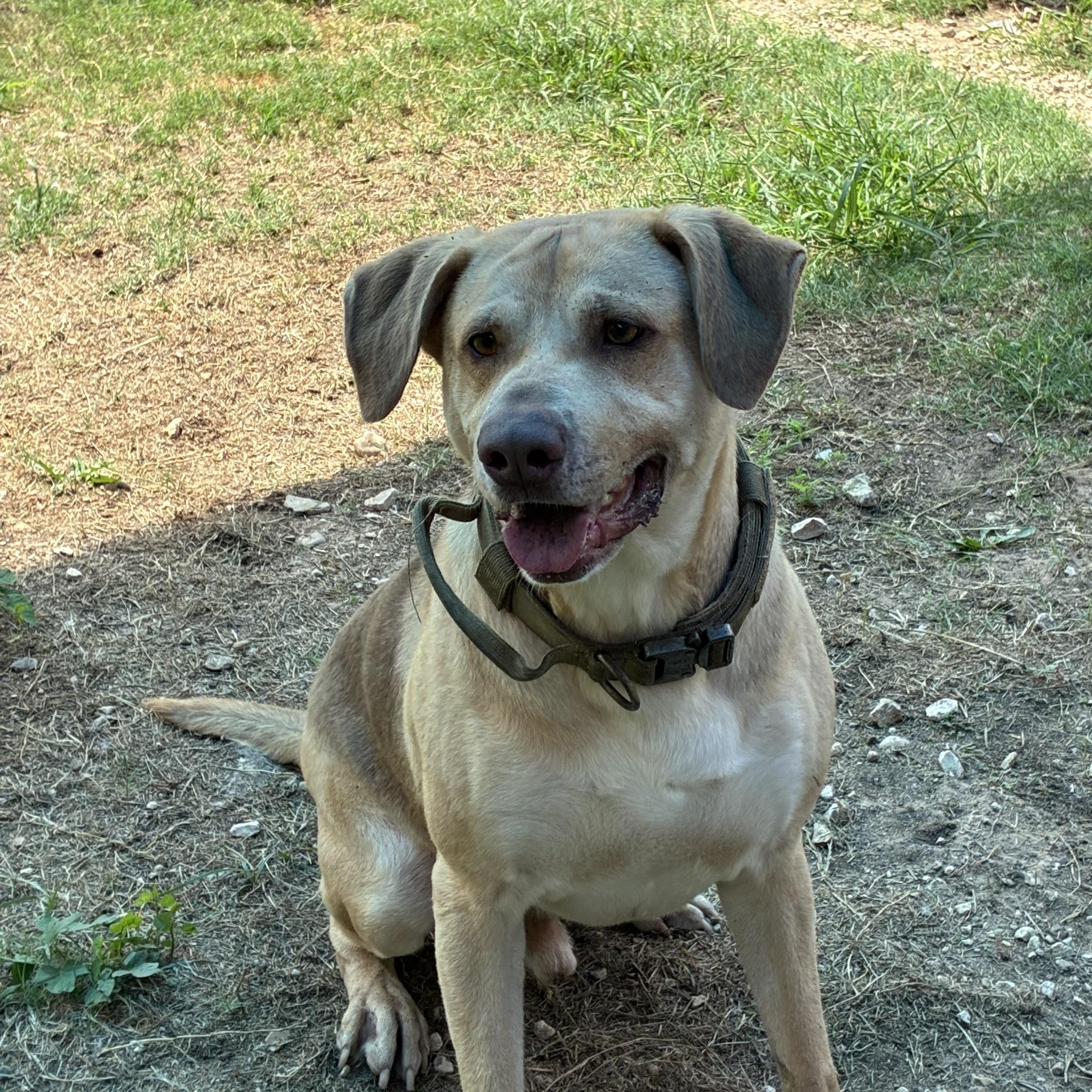 Enlarge Ollie, a Adoptable mixed breed in Converse, TX image 4/4