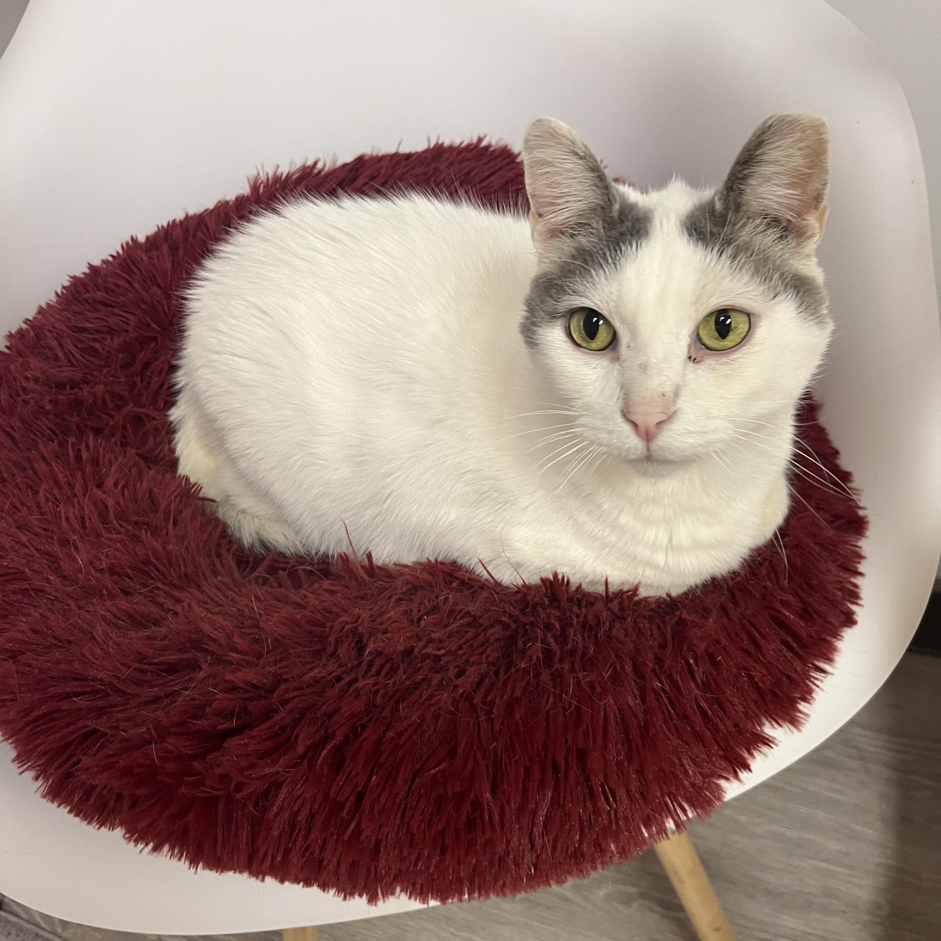 Lunar, a Adoptable Domestic Short Hair in Yorktown, IN image 2/5