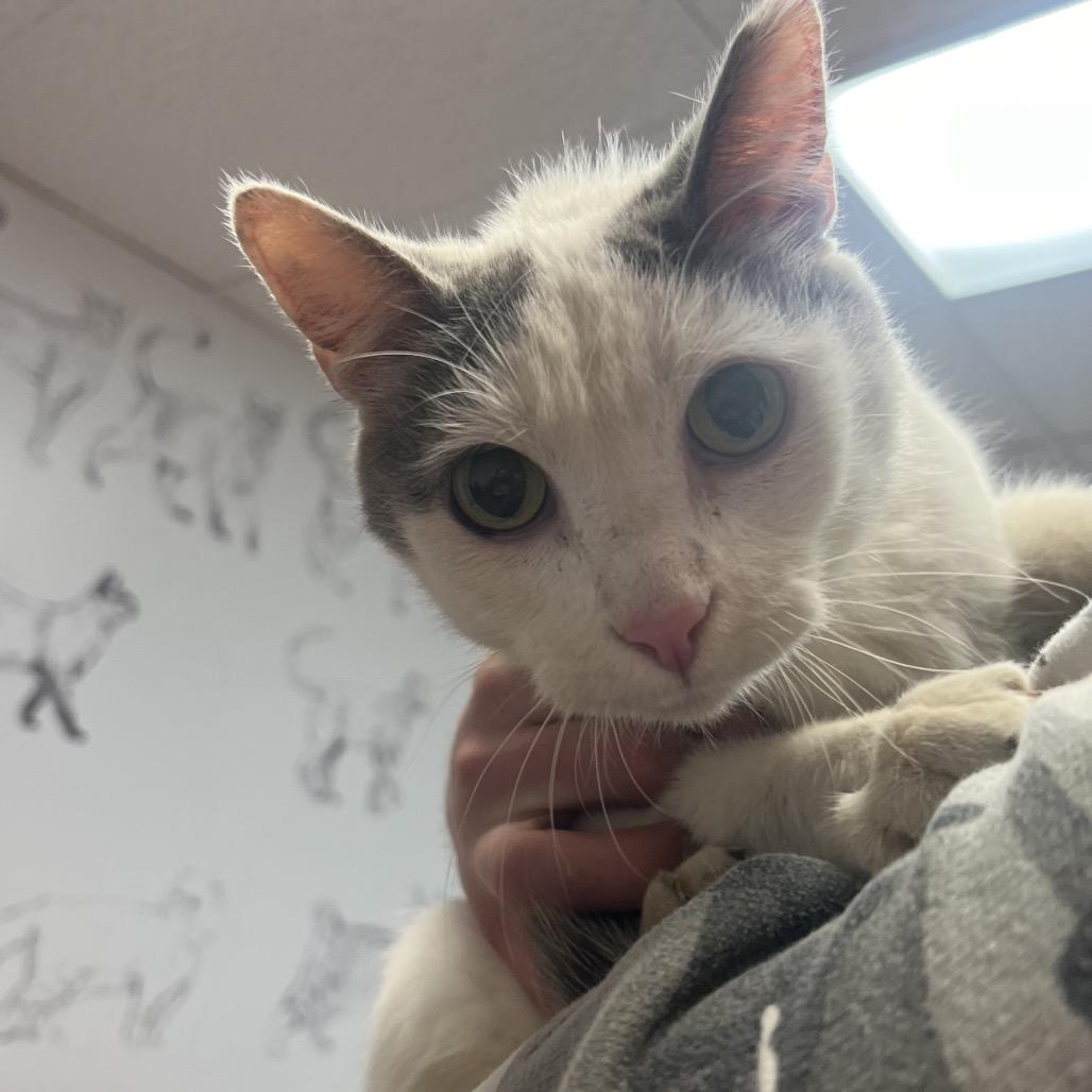 Lunar, a Adoptable Domestic Short Hair in Yorktown, IN image 5/5