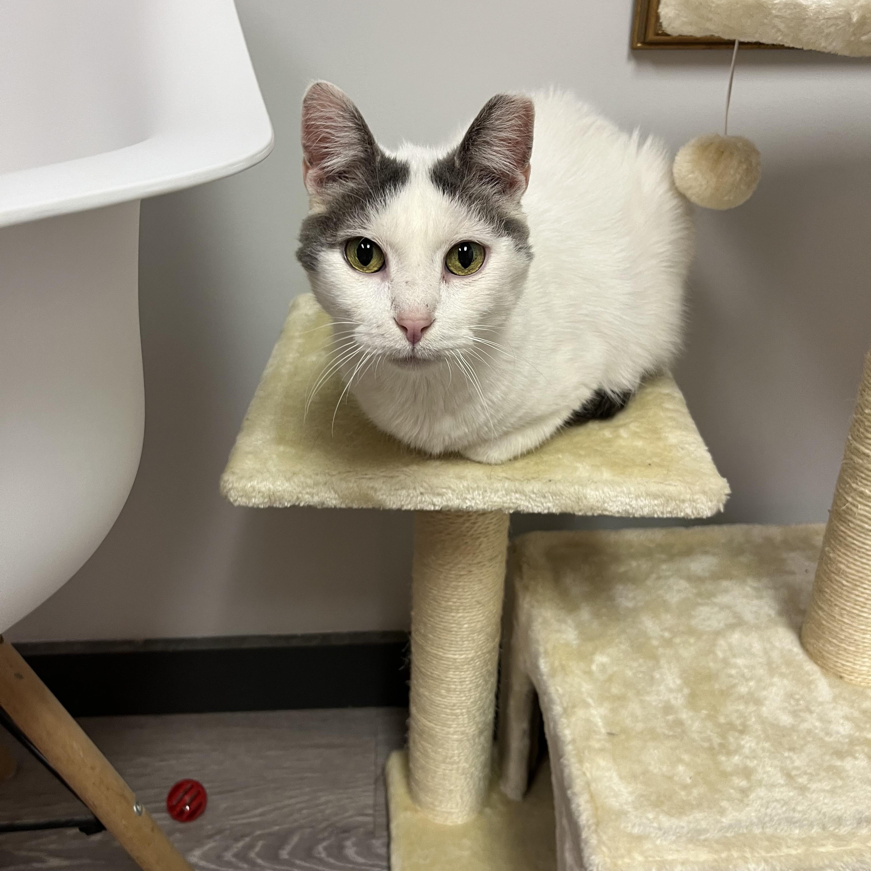 Lunar, a Adoptable Domestic Short Hair in Yorktown, IN image 3/5