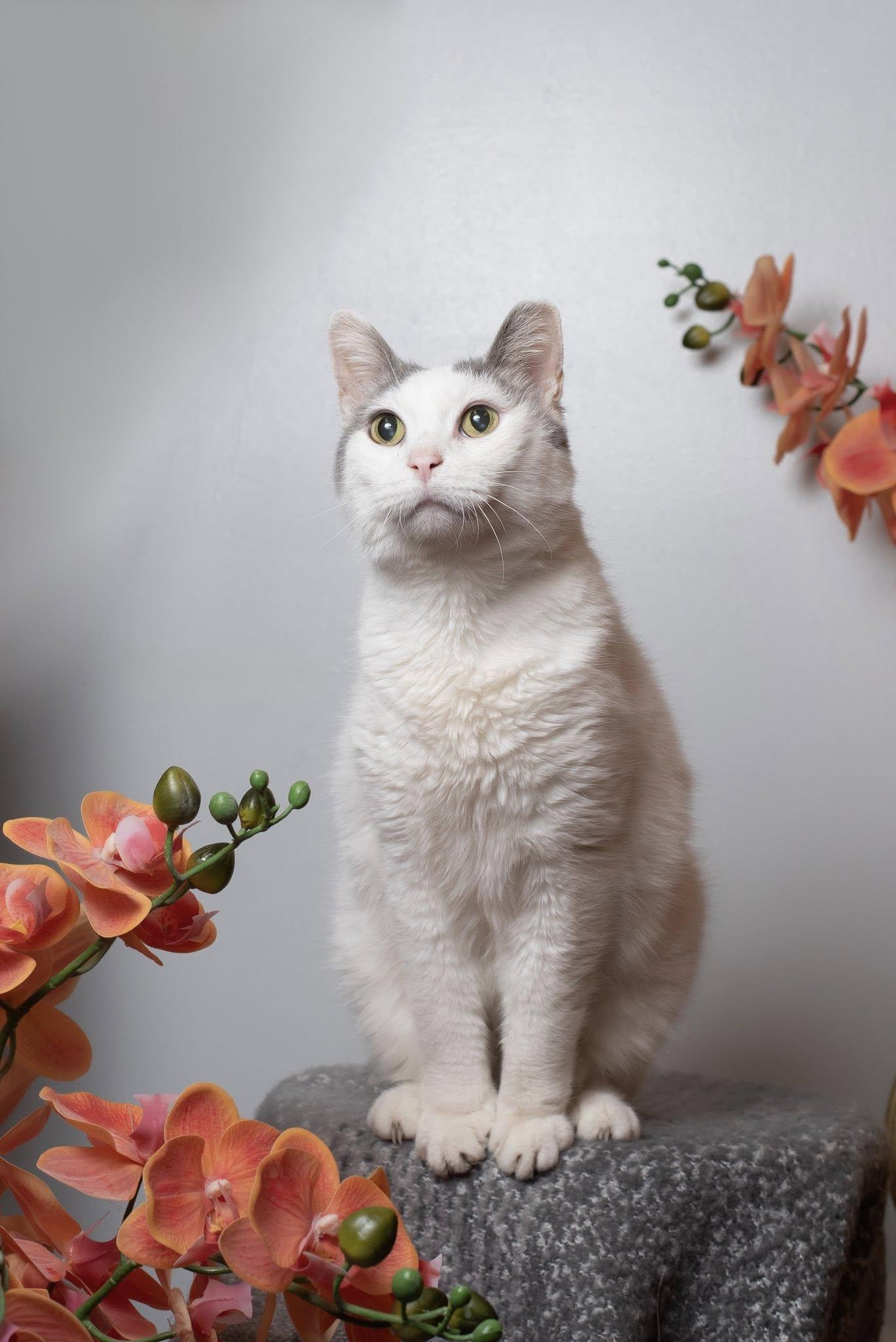 Lunar, a Adoptable Domestic Short Hair in Yorktown, IN image 1/5