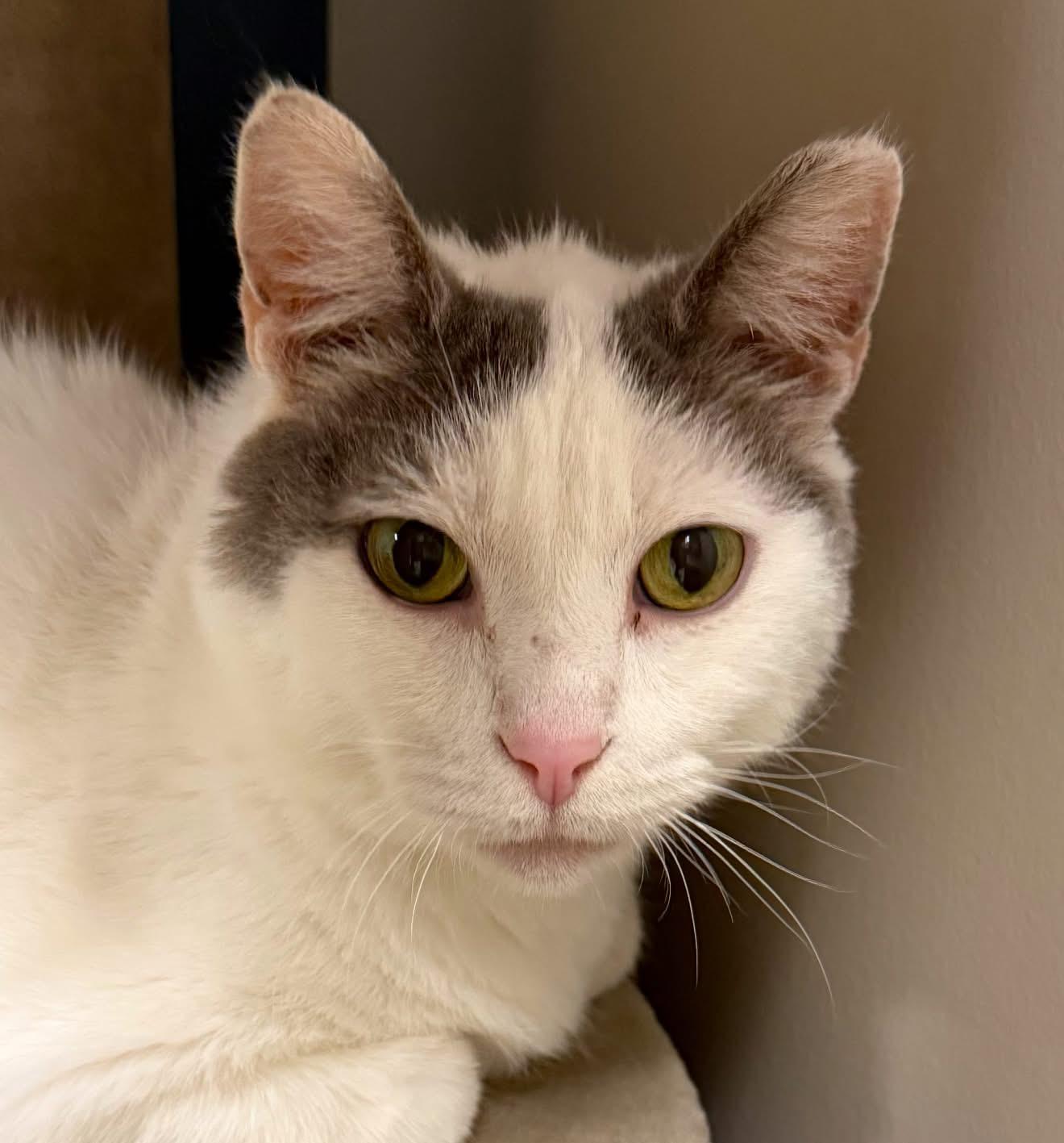 Lunar, a Adoptable Domestic Short Hair in Yorktown, IN image 4/5