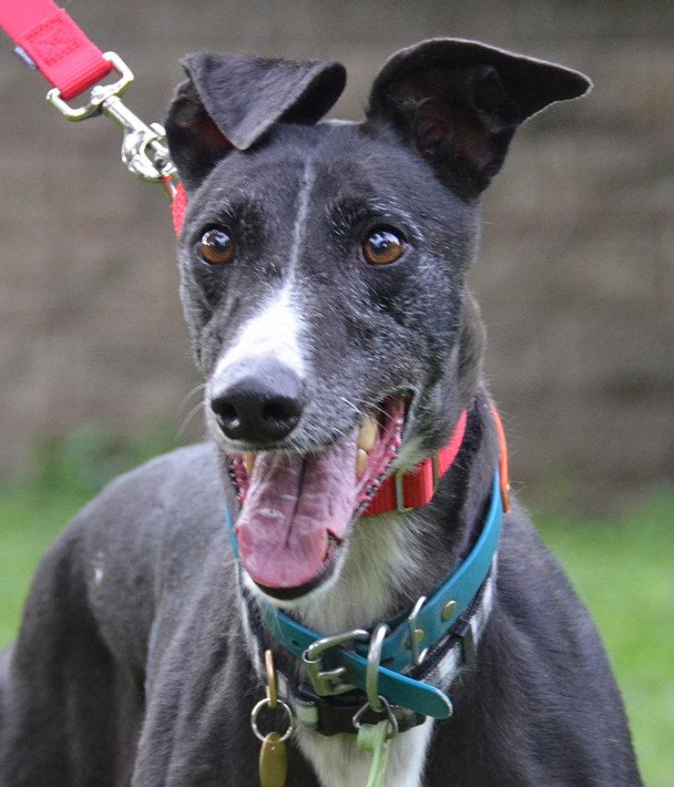 Bonnie, Adopted, Adult Female Greyhound.