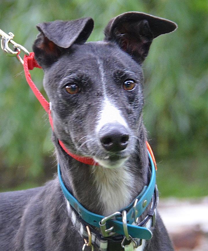 Enlarge Bonnie, a Adopted Greyhound in Minneapolis, MN image 2/3