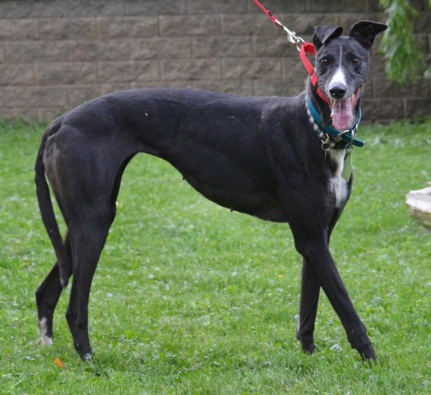 Enlarge Bonnie, a Adopted Greyhound in Minneapolis, MN image 3/3