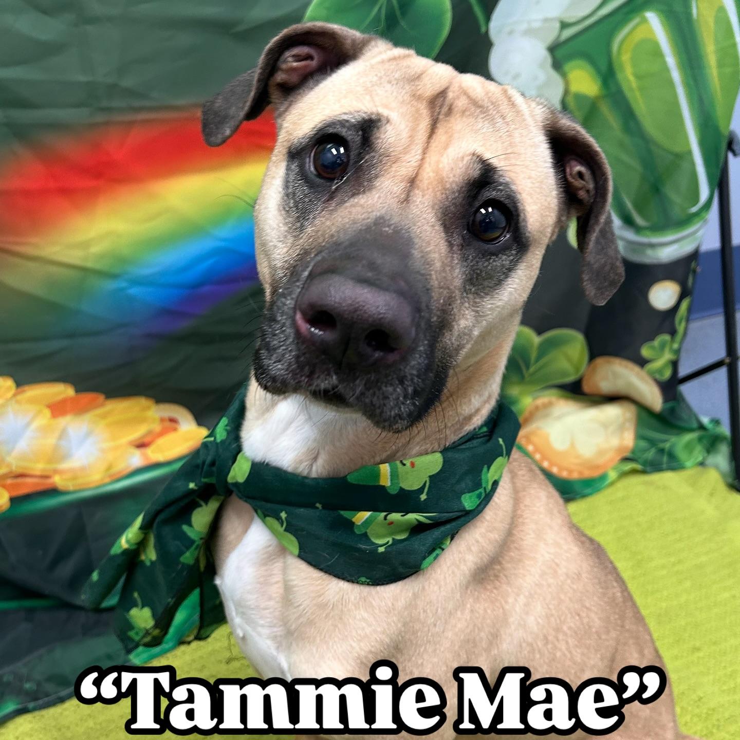 Tammie Mae Tag #260 1