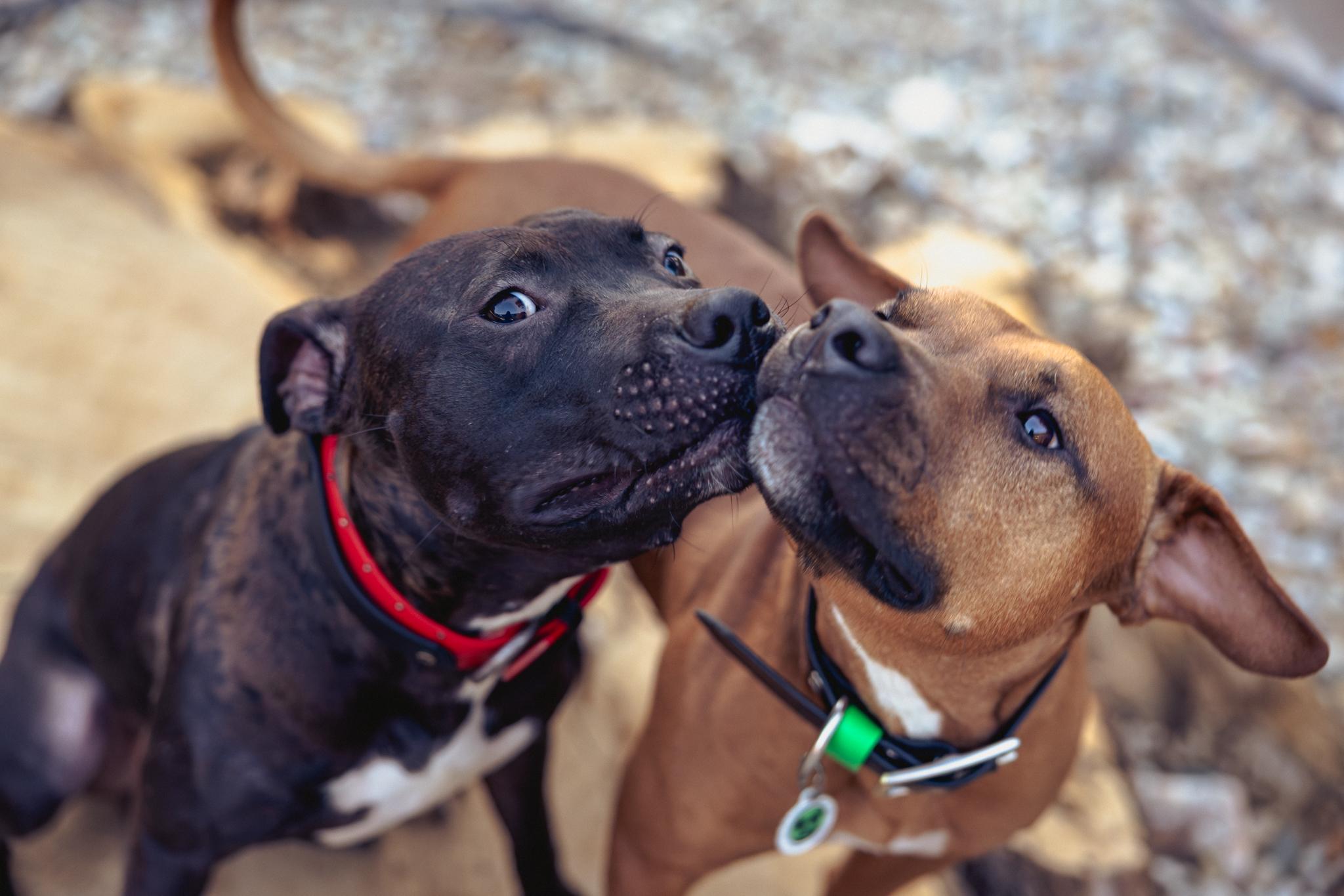 Enlarge Samba, a ADOPTABLE mixed breed in Des Peres, MO image 2/6
