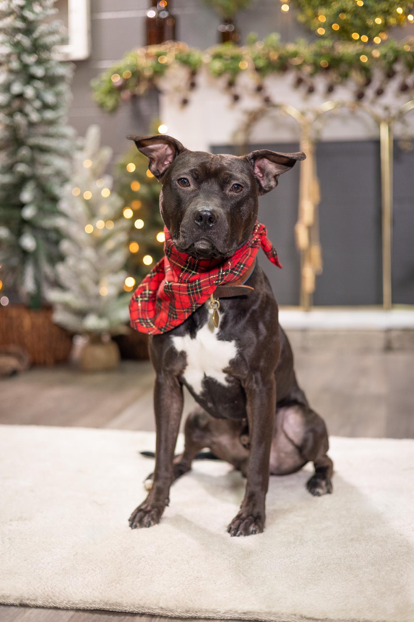 Enlarge Samba, a ADOPTABLE mixed breed in Des Peres, MO image 3/6