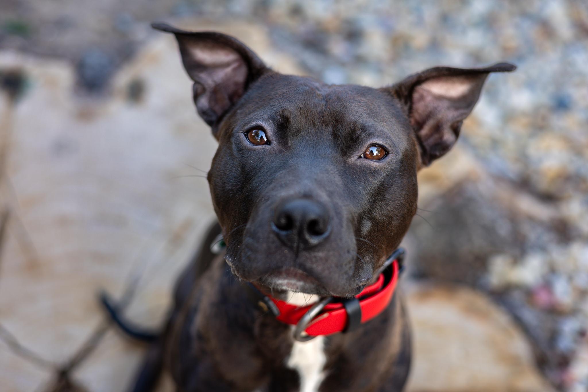 Enlarge Samba, a ADOPTABLE mixed breed in Des Peres, MO image 1/6