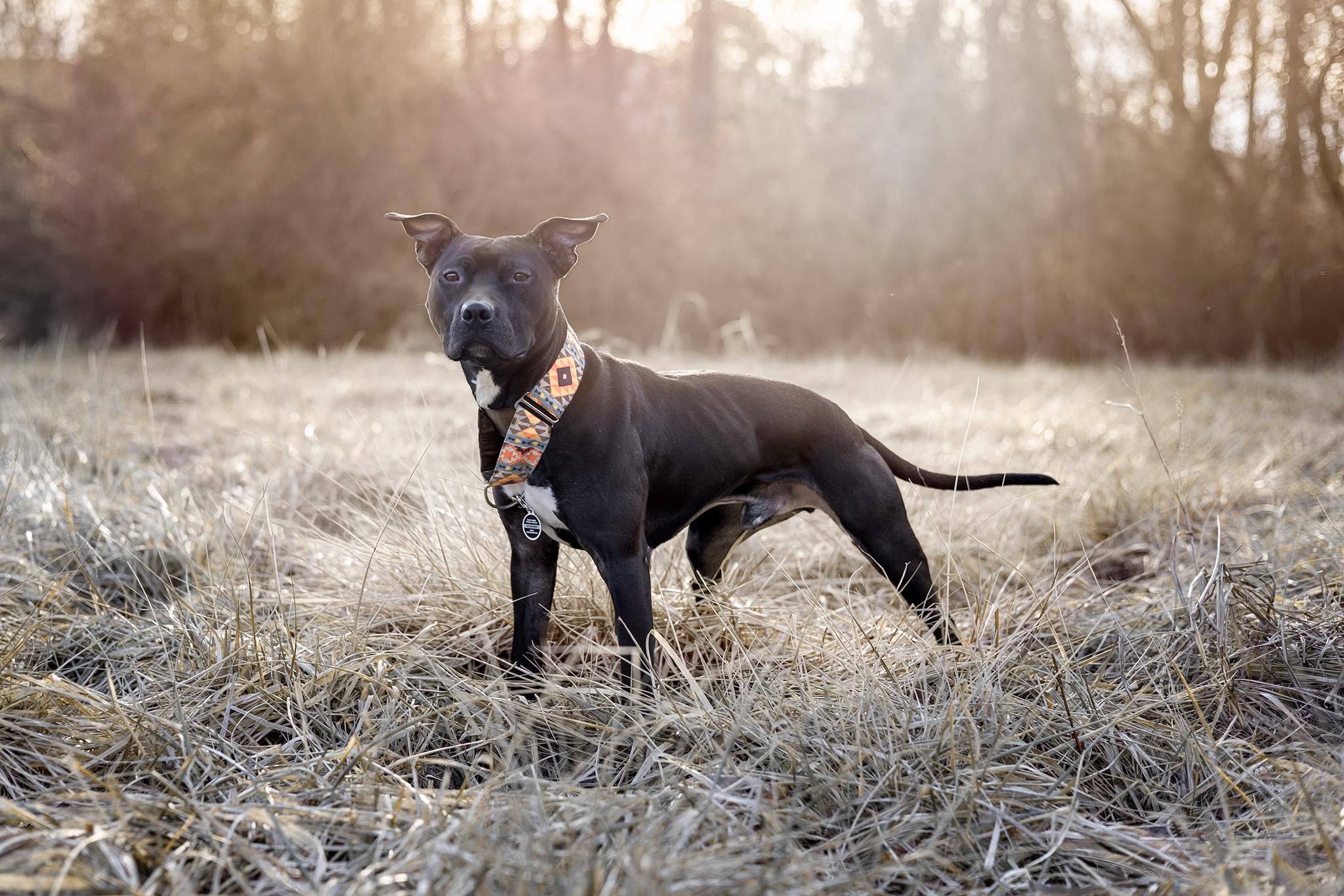 Enlarge Samba, a ADOPTABLE mixed breed in Des Peres, MO image 5/6