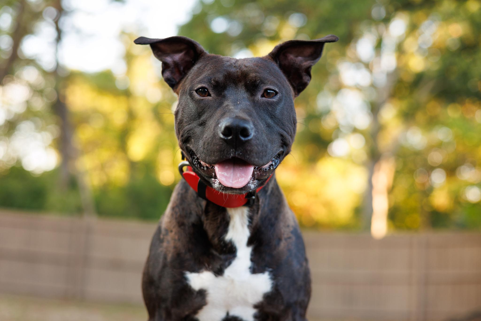 Enlarge Samba, a ADOPTABLE mixed breed in Des Peres, MO image 4/6