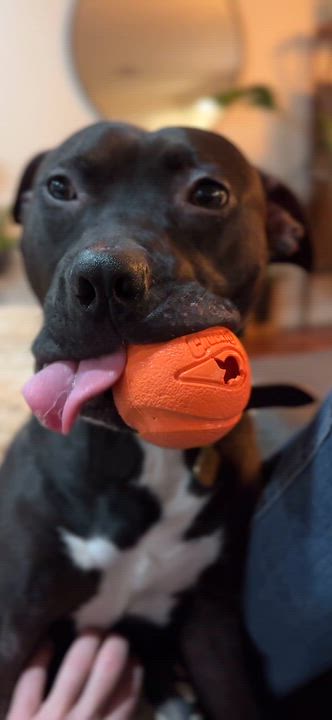 Enlarge Samba, a ADOPTABLE mixed breed in Des Peres, MO video 6/6