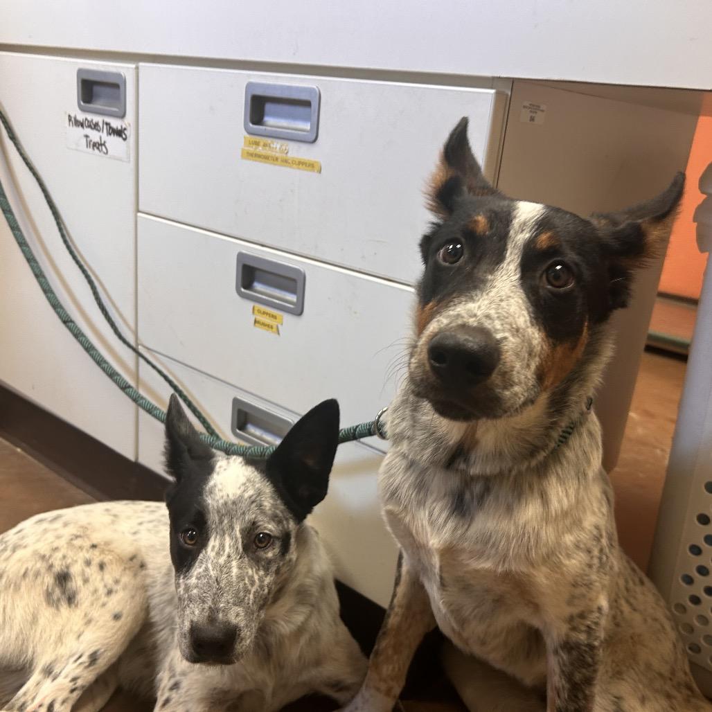 Takeoff, Adoptable, Young Male Mixed Breed & Cattle Dog.