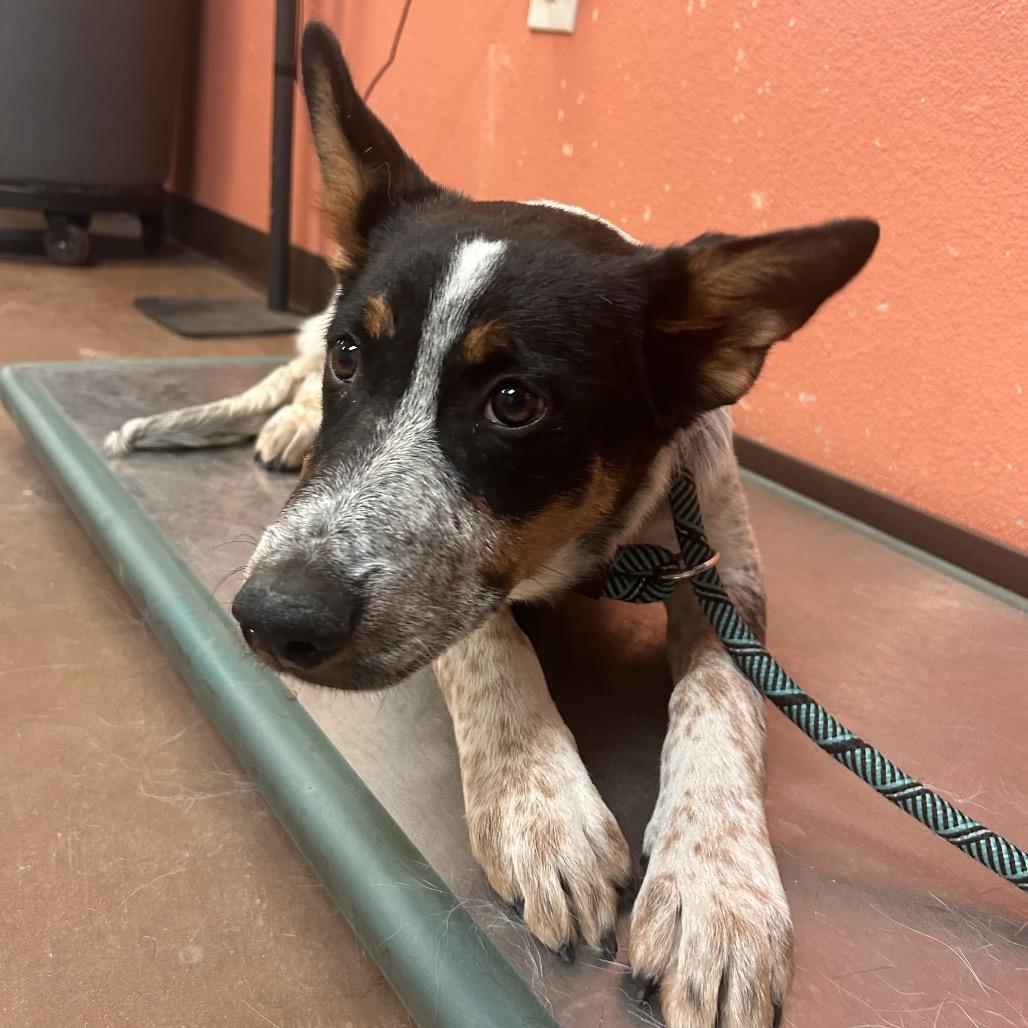 Enlarge Takeoff, a Adoptable mixed breed in Flagstaff, AZ image 2/3