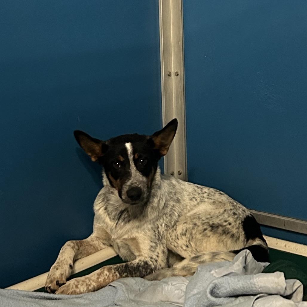 Enlarge Takeoff, a Adoptable mixed breed in Flagstaff, AZ image 3/3