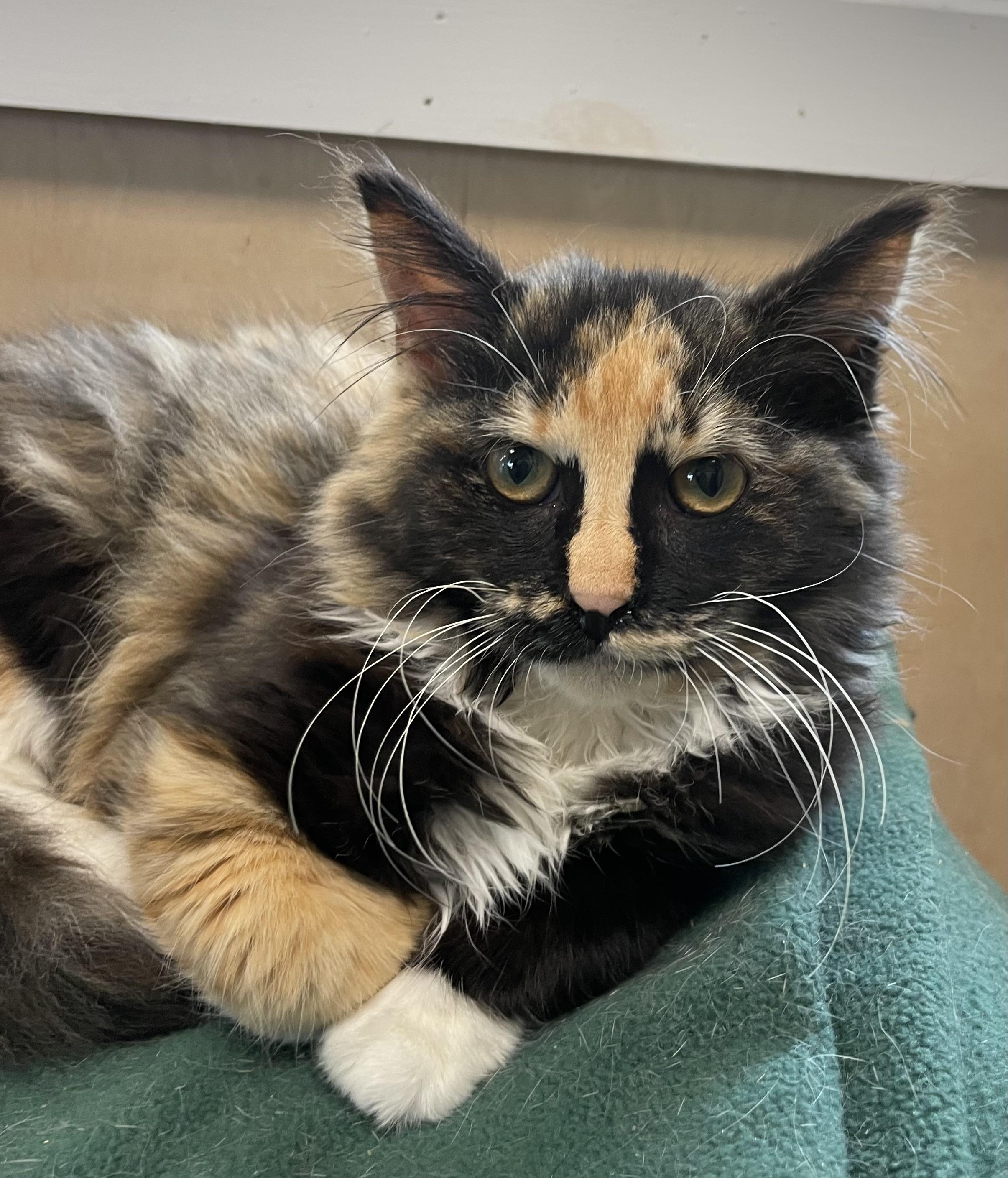 Frances, ADOPTABLE, Young Female Domestic Medium Hair.