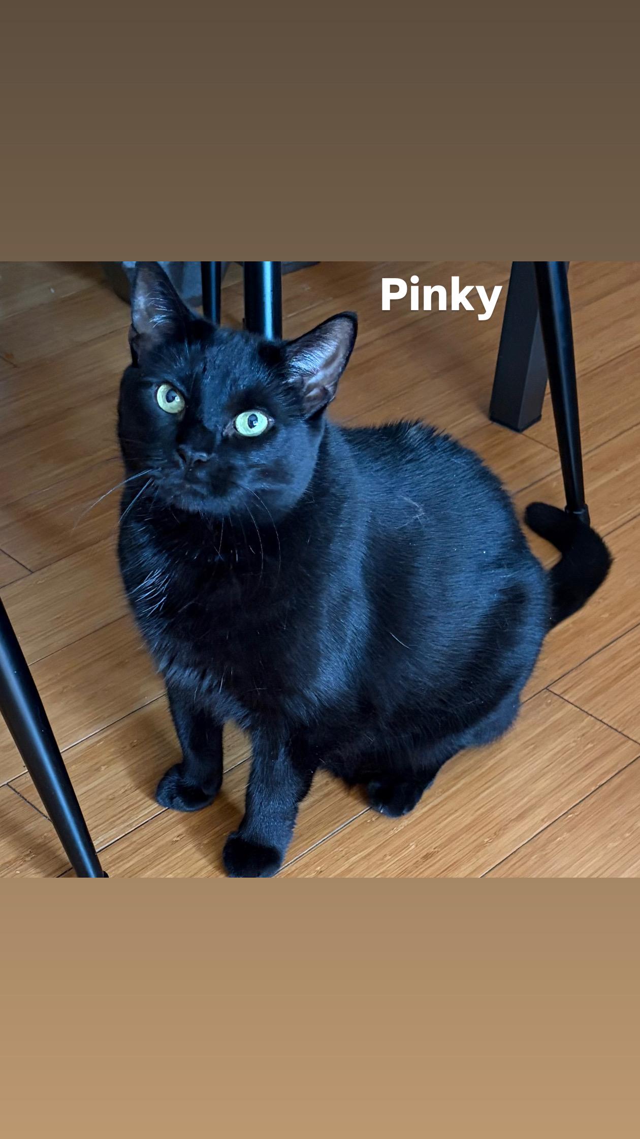 Enlarge Pinky, a ADOPTABLE Domestic Short Hair in Ardsley, NY image 1/1