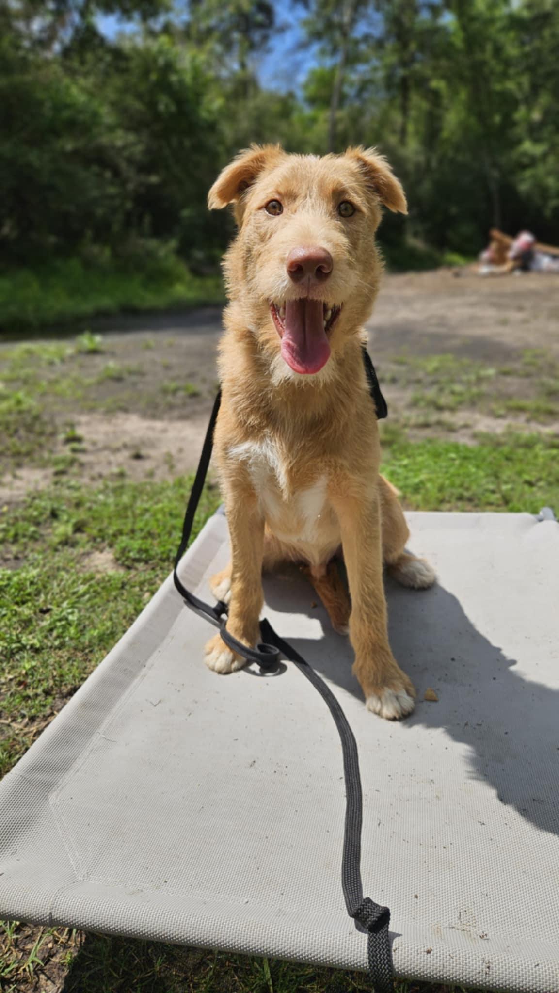 Henry, a Adopted Mixed Breed in Ridgefield, CT image 1/3