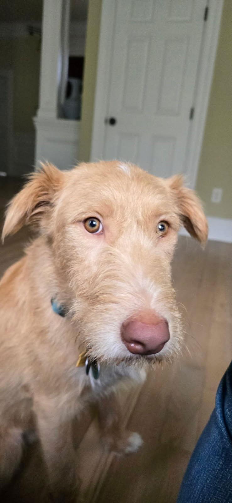 Henry, a Adopted Mixed Breed in Ridgefield, CT image 2/3