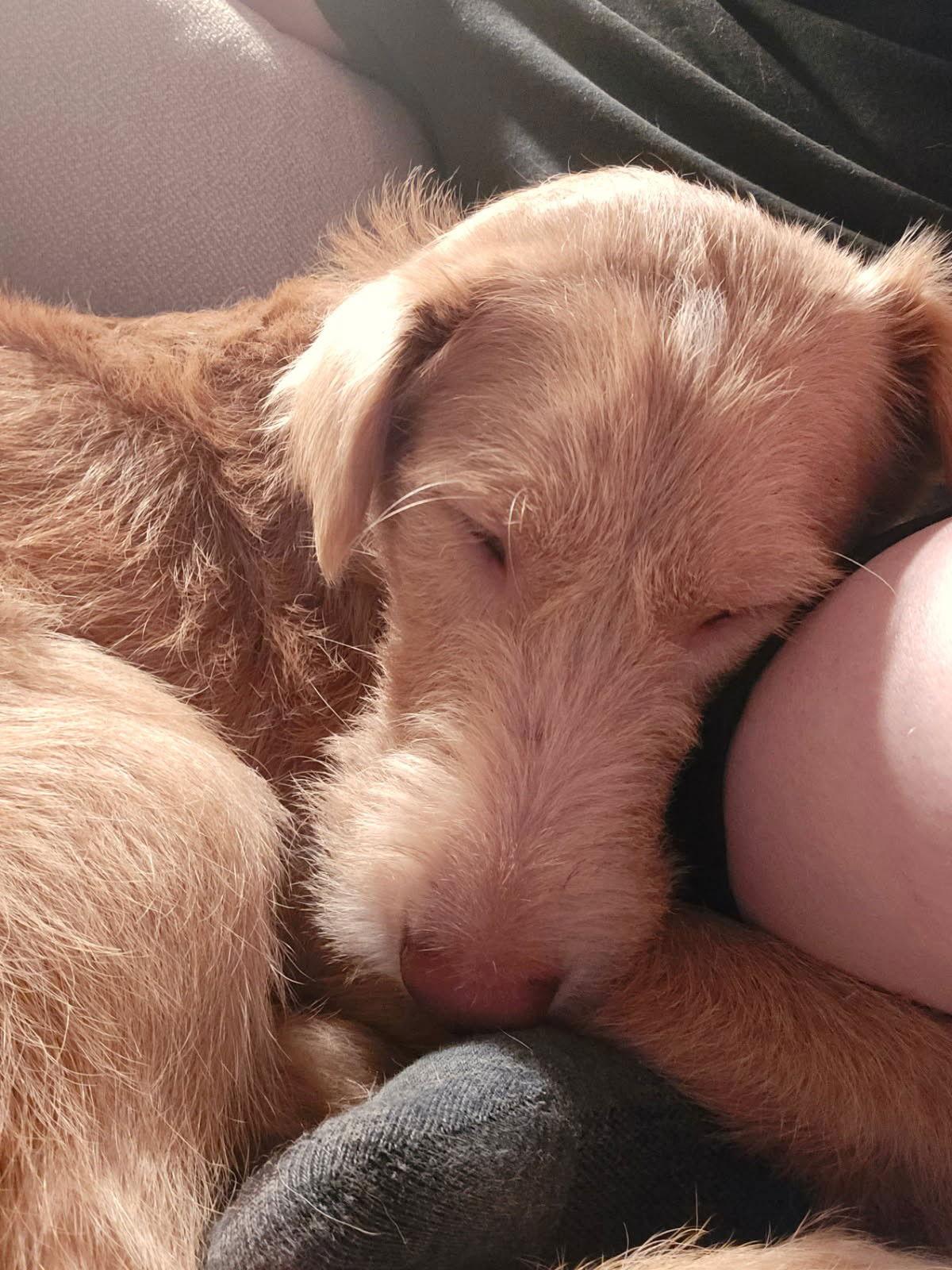 Henry, a Adopted Mixed Breed in Ridgefield, CT image 3/3