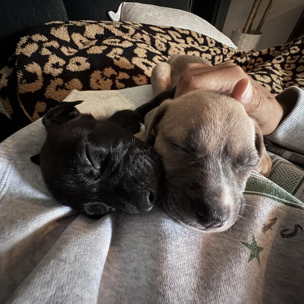 Junior Mint, Adoptable, Puppy Male Labrador Retriever & Mixed Breed.