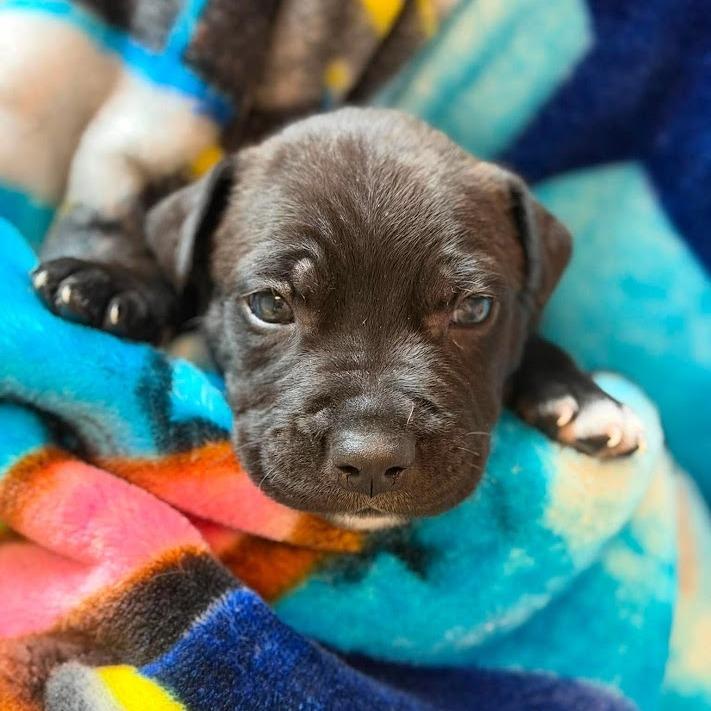 Enlarge Junior Mint, a Adoptable mixed breed in North Charleston, SC image 2/6
