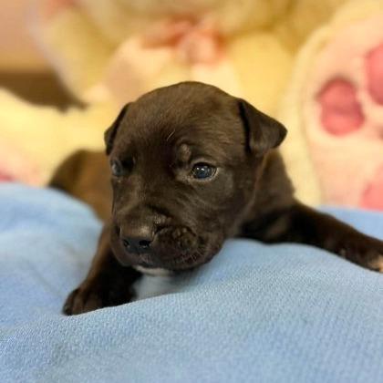 Enlarge Junior Mint, a Adoptable mixed breed in North Charleston, SC image 3/6