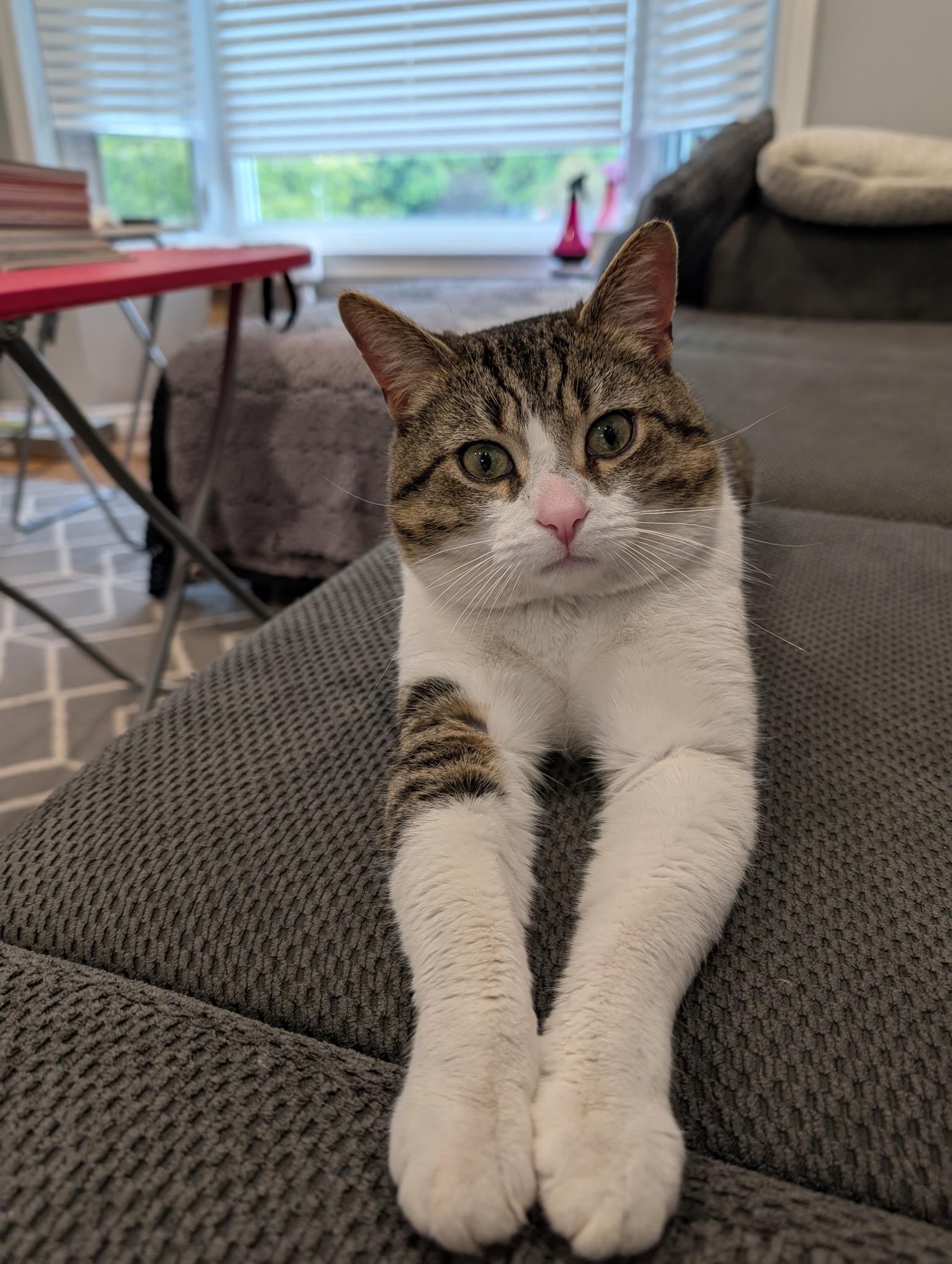 Momo, Young Male unknown