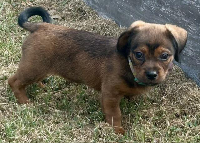 Enlarge Apple Nugget, a Adoptable mixed breed in Watertown, CT image 3/6