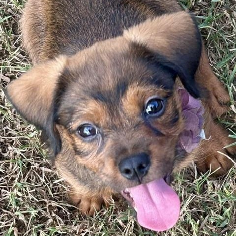 Enlarge Apple Nugget, a Adoptable mixed breed in Watertown, CT image 5/6
