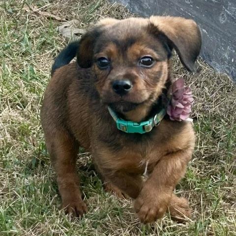 Apple Nugget, Adoptable, Puppy Female Dachshund & Cavalier King Charles Spaniel.