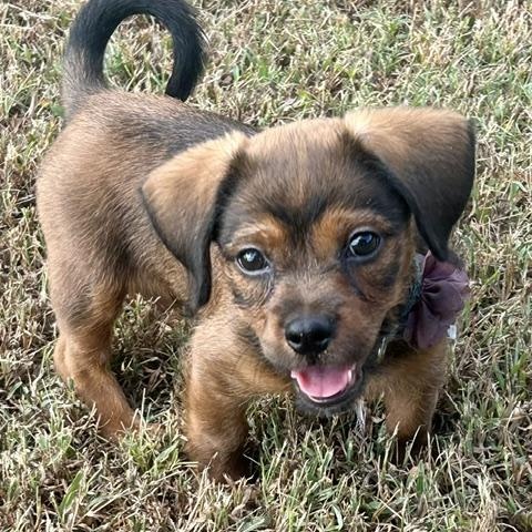 Enlarge Apple Nugget, a Adoptable mixed breed in Watertown, CT image 6/6