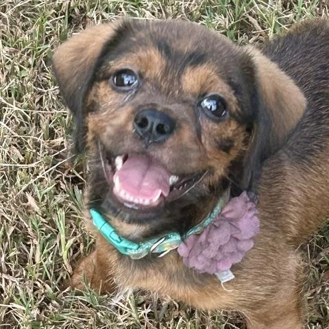 Enlarge Apple Nugget, a Adoptable mixed breed in Watertown, CT image 2/6
