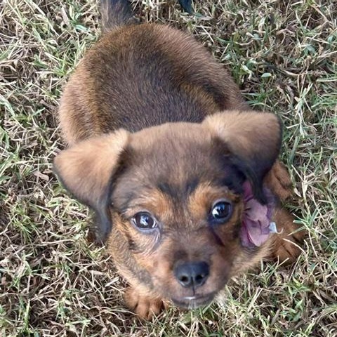 Enlarge Apple Nugget, a Adoptable mixed breed in Watertown, CT image 4/6