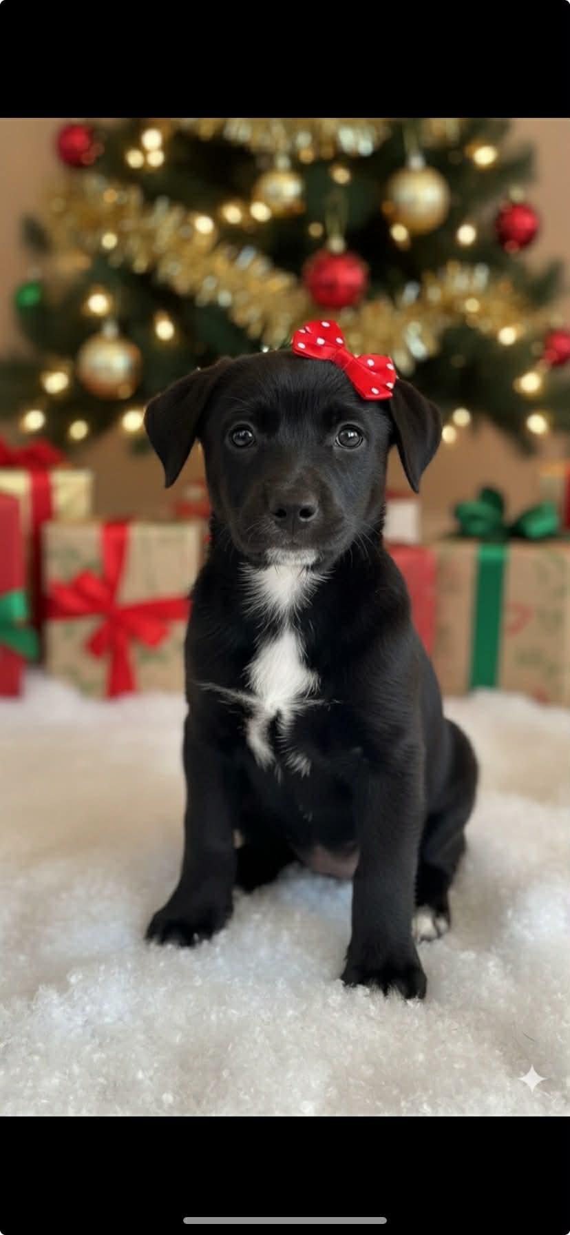 Minnie, adopted, Puppy Female Labrador Retriever.