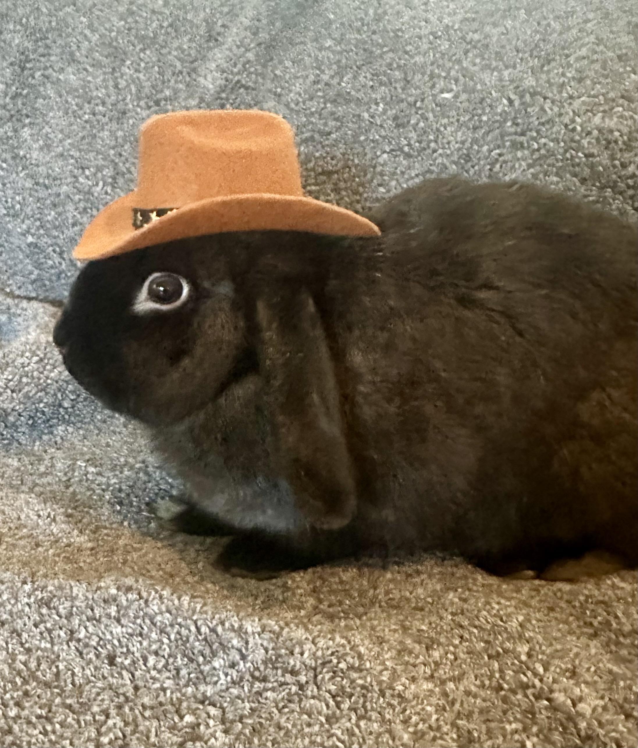 Enlarge The Notorious BUN, a Adoptable Holland Lop in Brick, NJ image 2/5
