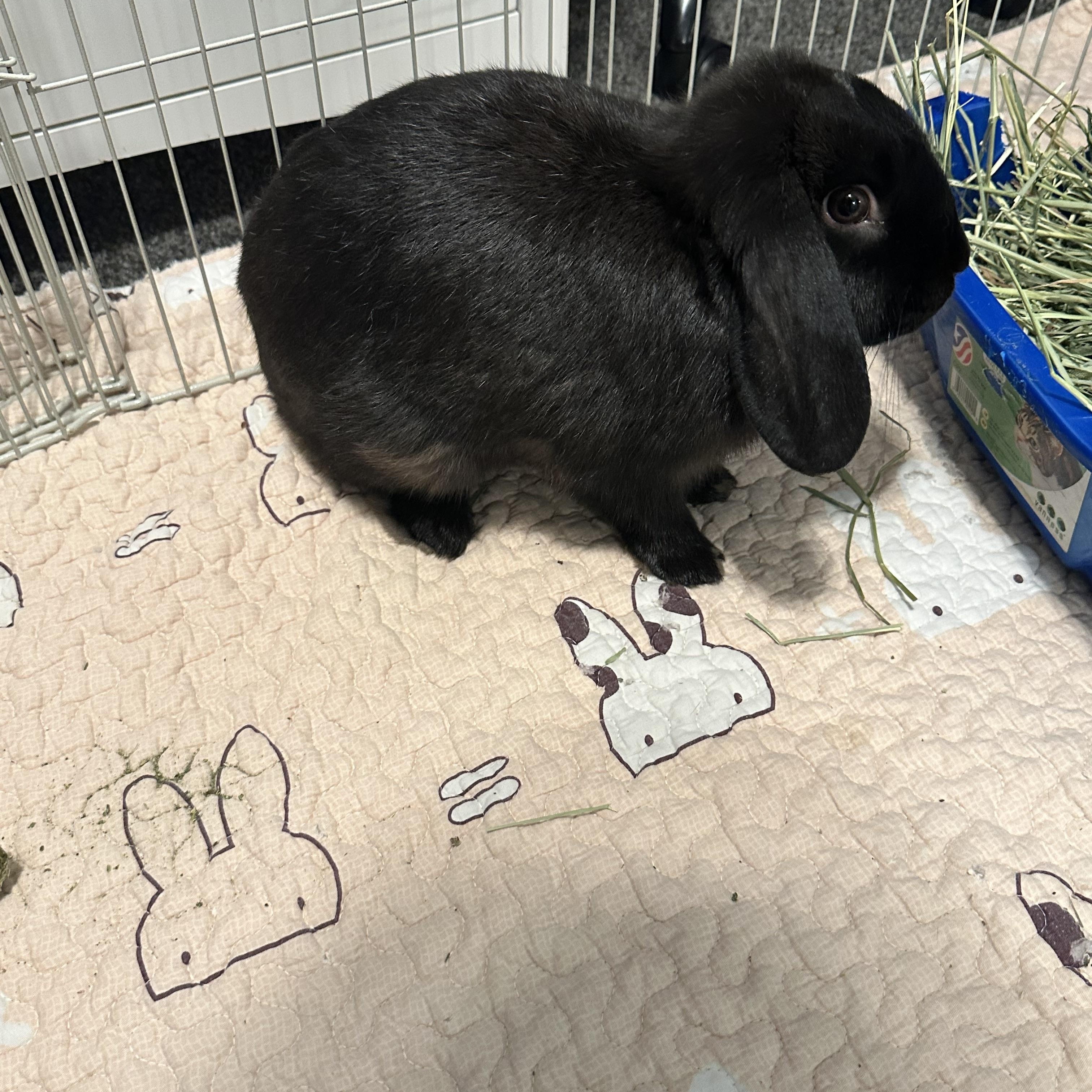The Notorious BUN, Adoptable, Adult Male Holland Lop.