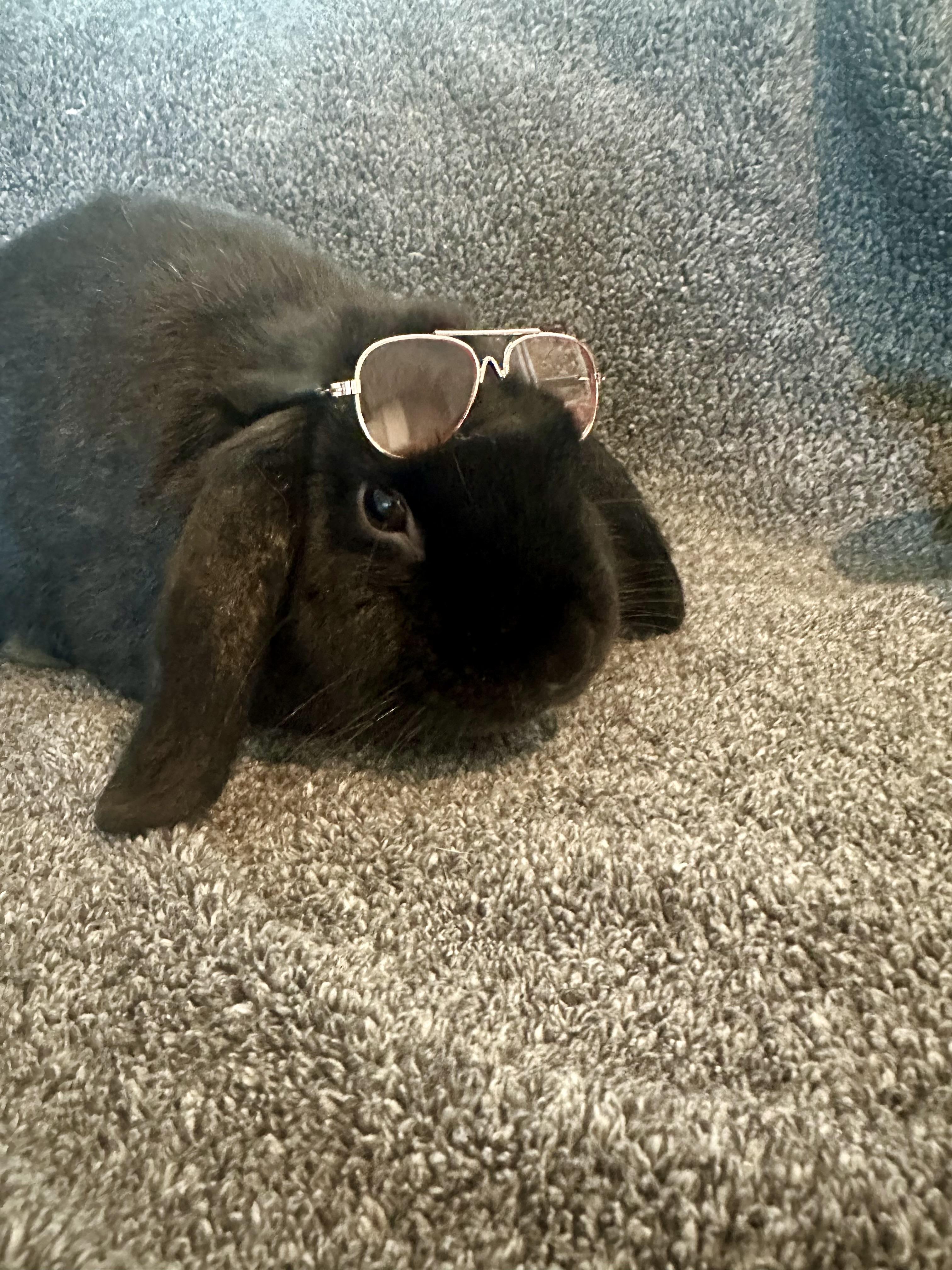 Enlarge The Notorious BUN, a Adoptable Holland Lop in Brick, NJ image 4/5