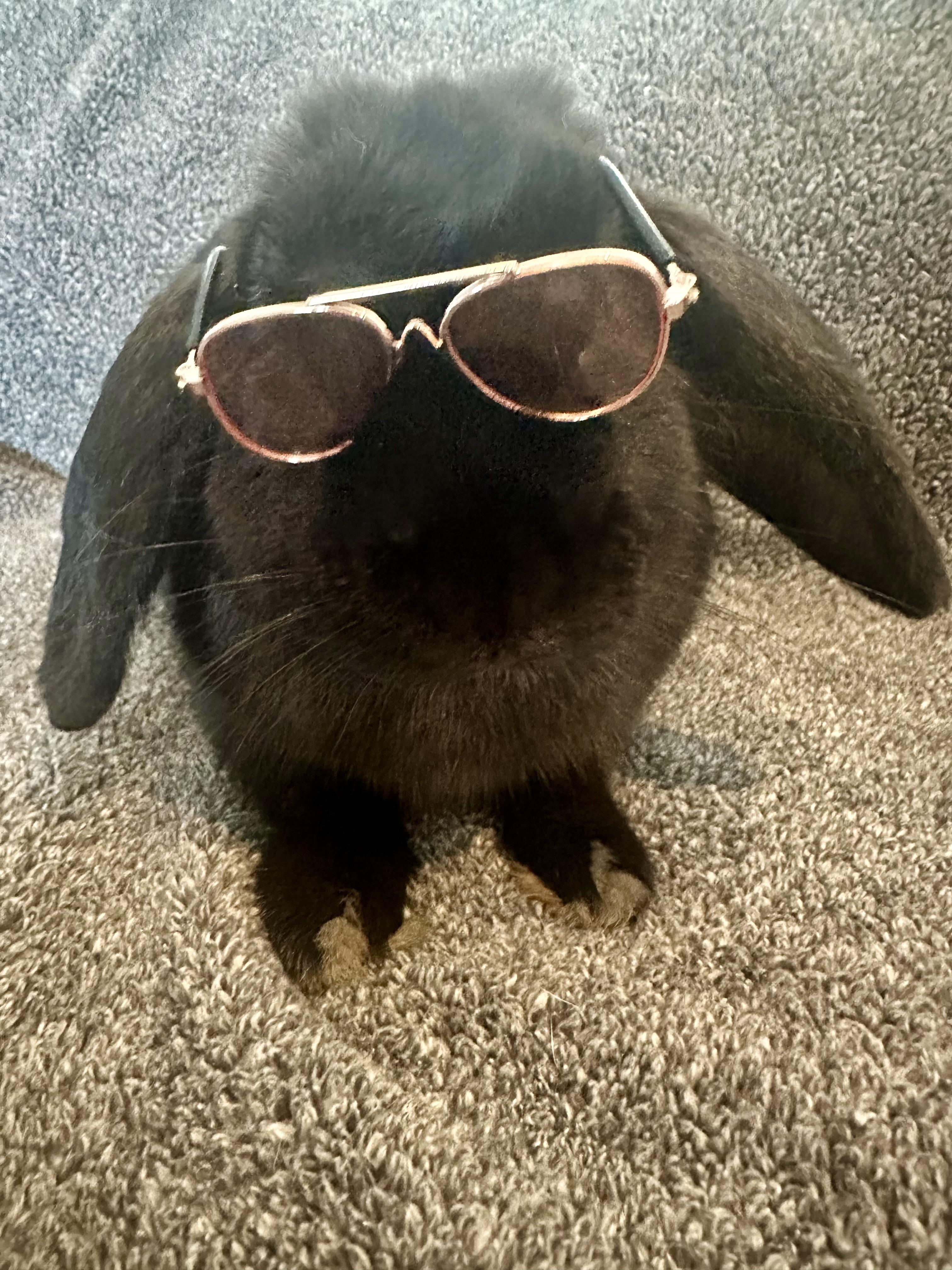 The Notorious BUN, Adoptable, Adult Male Holland Lop.