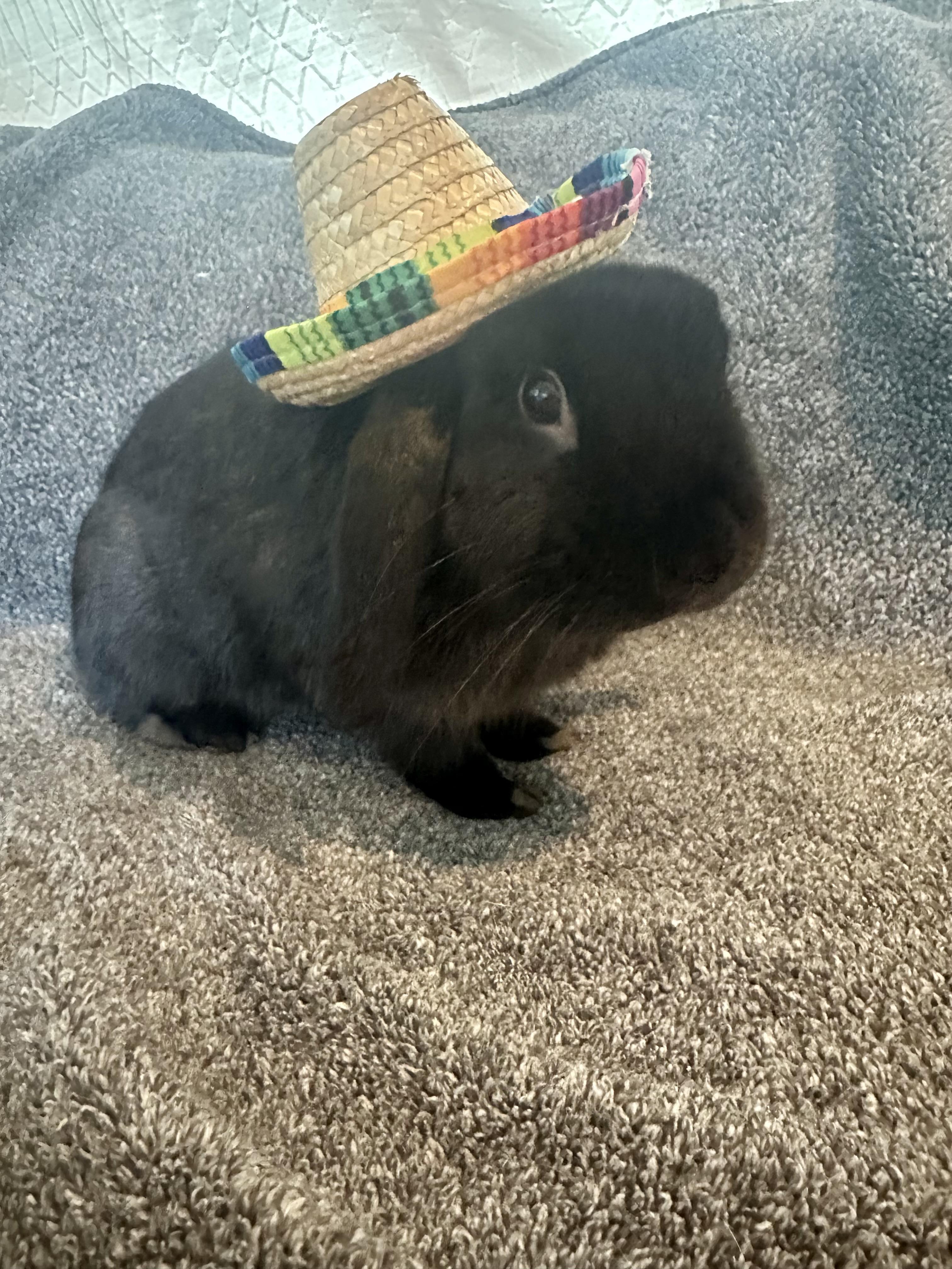 Enlarge The Notorious BUN, a Adoptable Holland Lop in Brick, NJ image 5/5