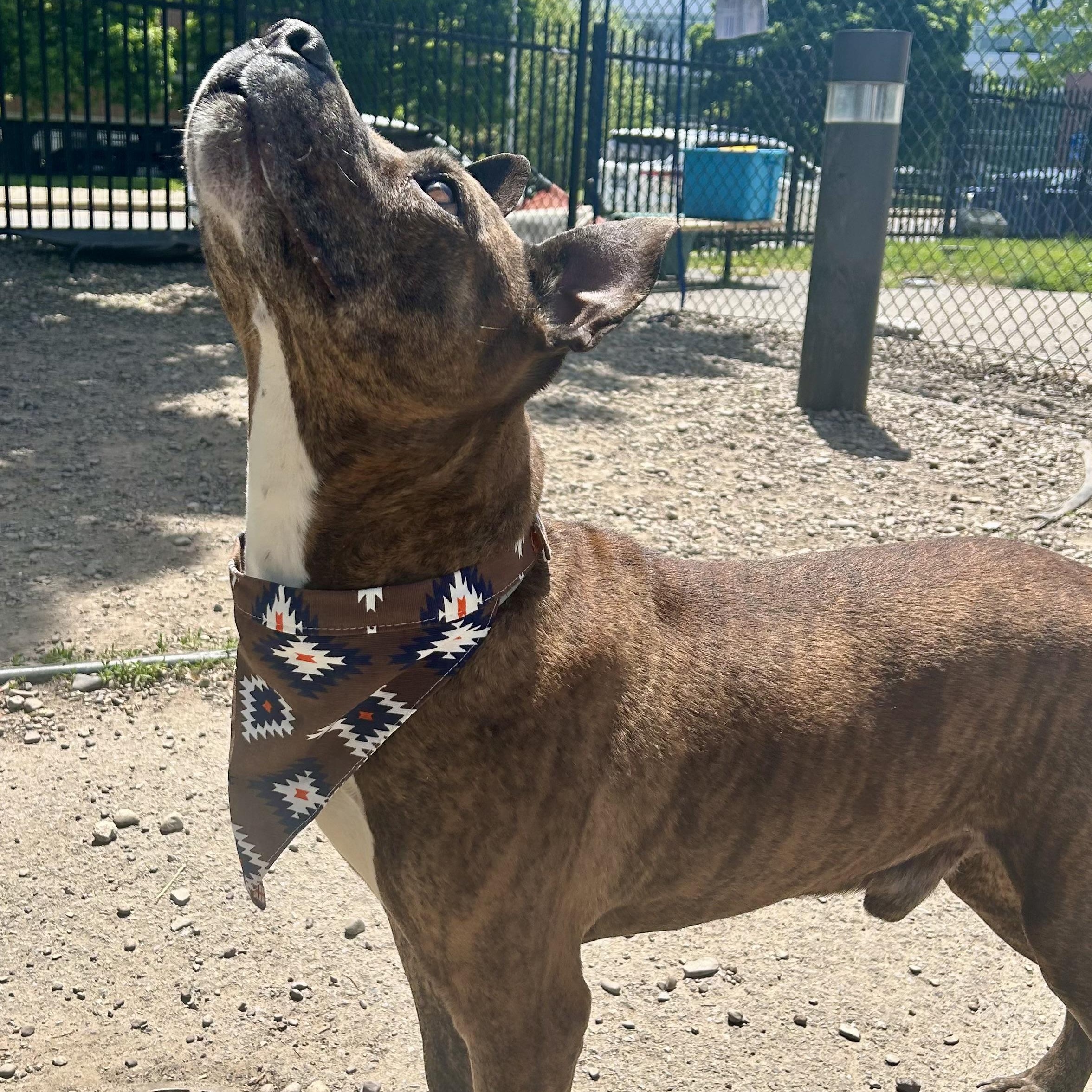 Langston, a ADOPTABLE Pit Bull Terrier in Buffalo, NY image 3/6
