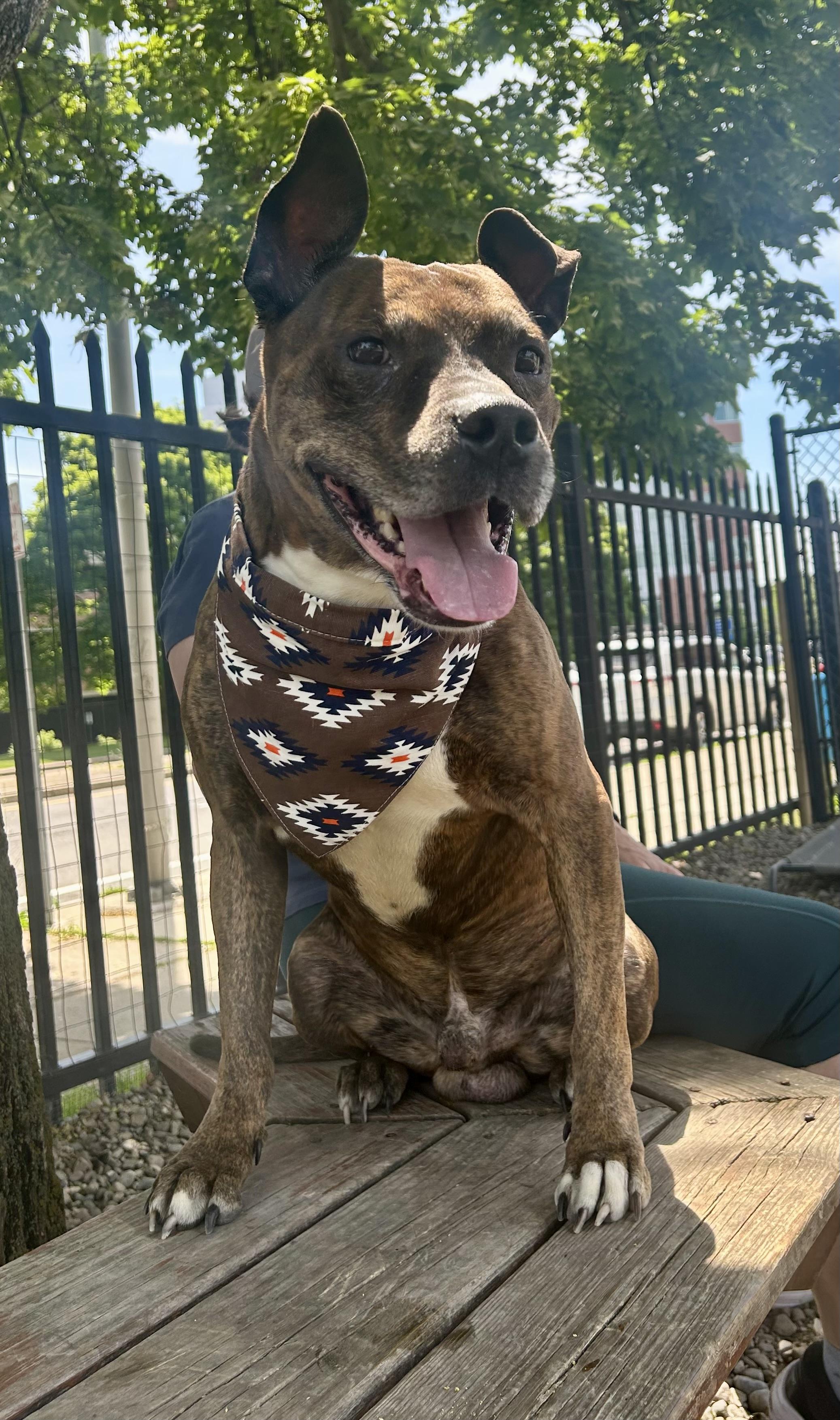 Langston, a ADOPTABLE Pit Bull Terrier in Buffalo, NY image 1/6